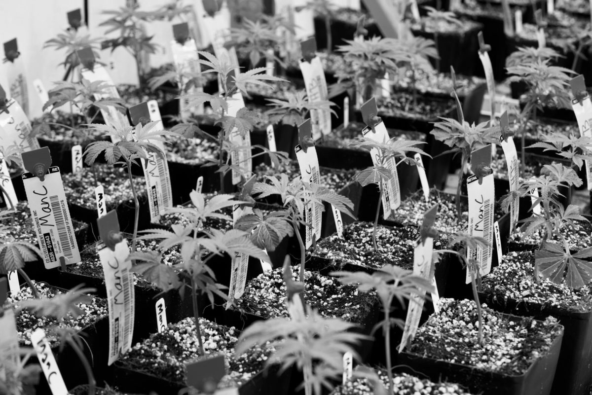 Baby Cannabis Plants In Pots