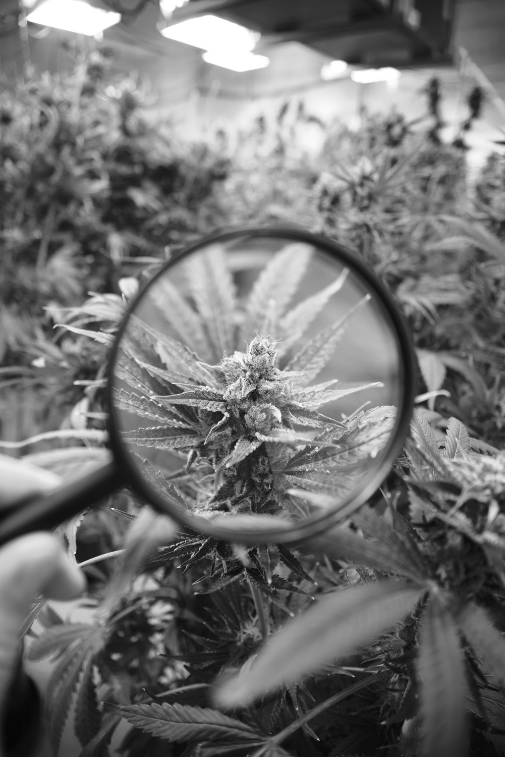 Cannabis Plant Under A Magnifying Glass
