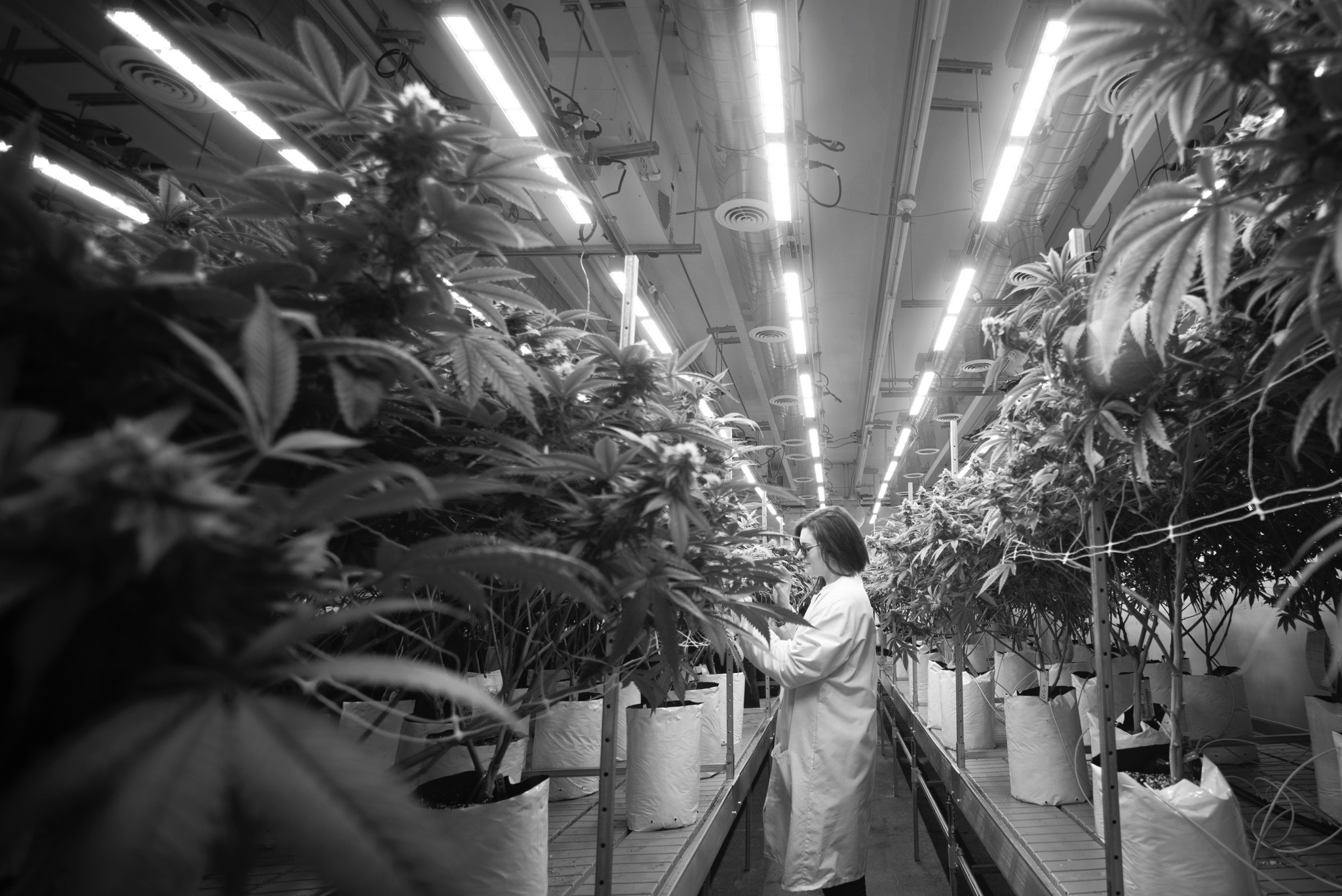 Cannabis Farmer In Nursery